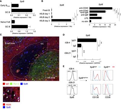 SpiB regulates the expression of B-cell-related genes and increases the longevity of memory B cells